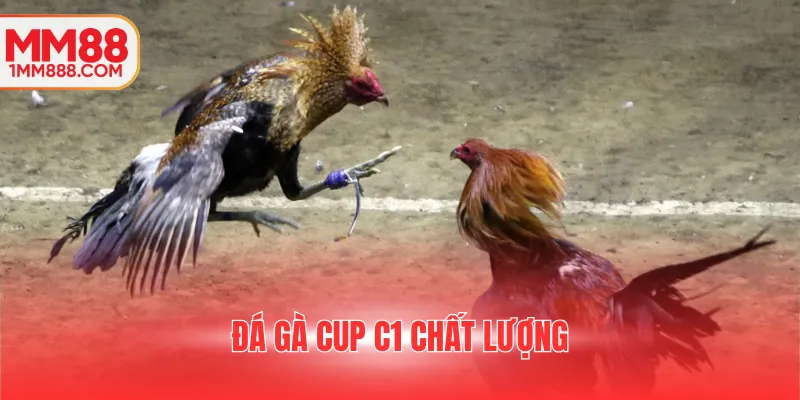 Đá gà cup C1 chất lượng